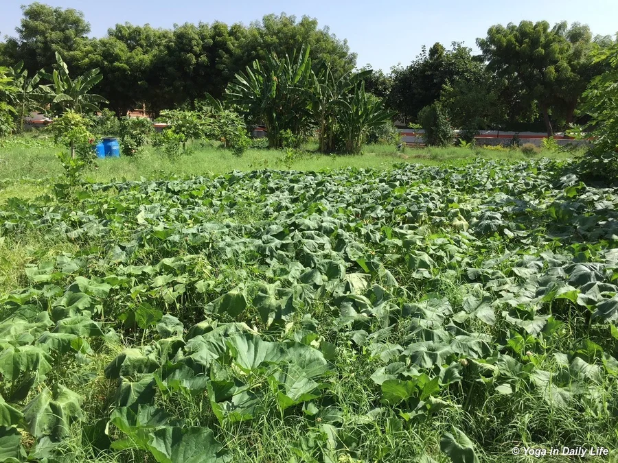 100kg of pumpkin harvested from this small area during the last days of September